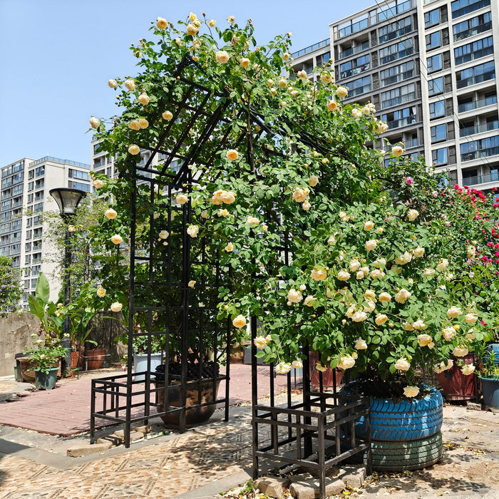 Garden Arch With Adjustable & Climbing Plants Support - Black