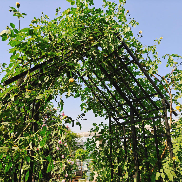 Garden Arch With Adjustable & Climbing Plants Support - Black